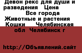 Девон рекс для души и разведения › Цена ­ 20 000 - Все города Животные и растения » Кошки   . Челябинская обл.,Челябинск г.